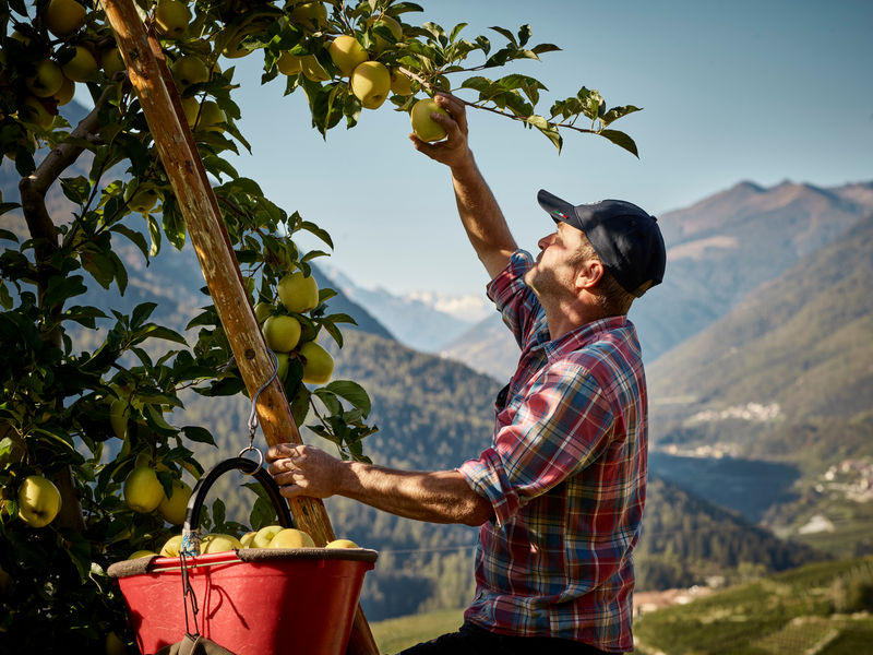 Melicoltore raccoglie una mela da un albero