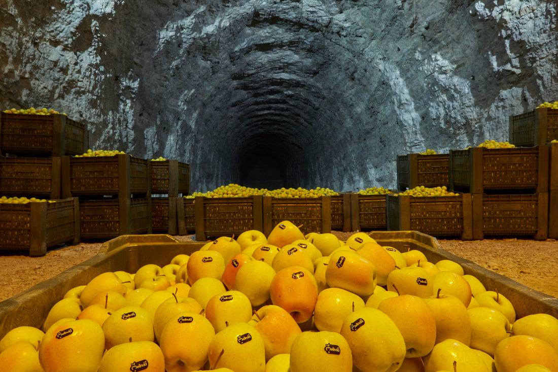 Casse di mele Golden conservate in una cella ipogea