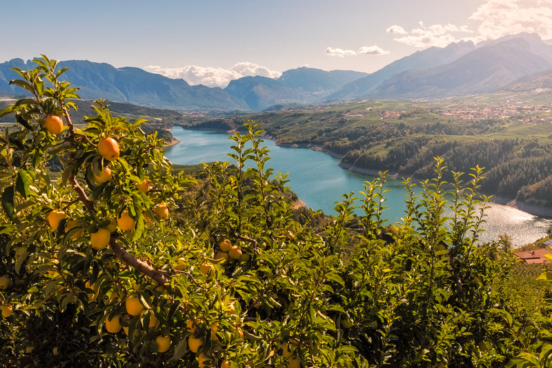 Mele sui rami con lago e montagne sullo sfondo